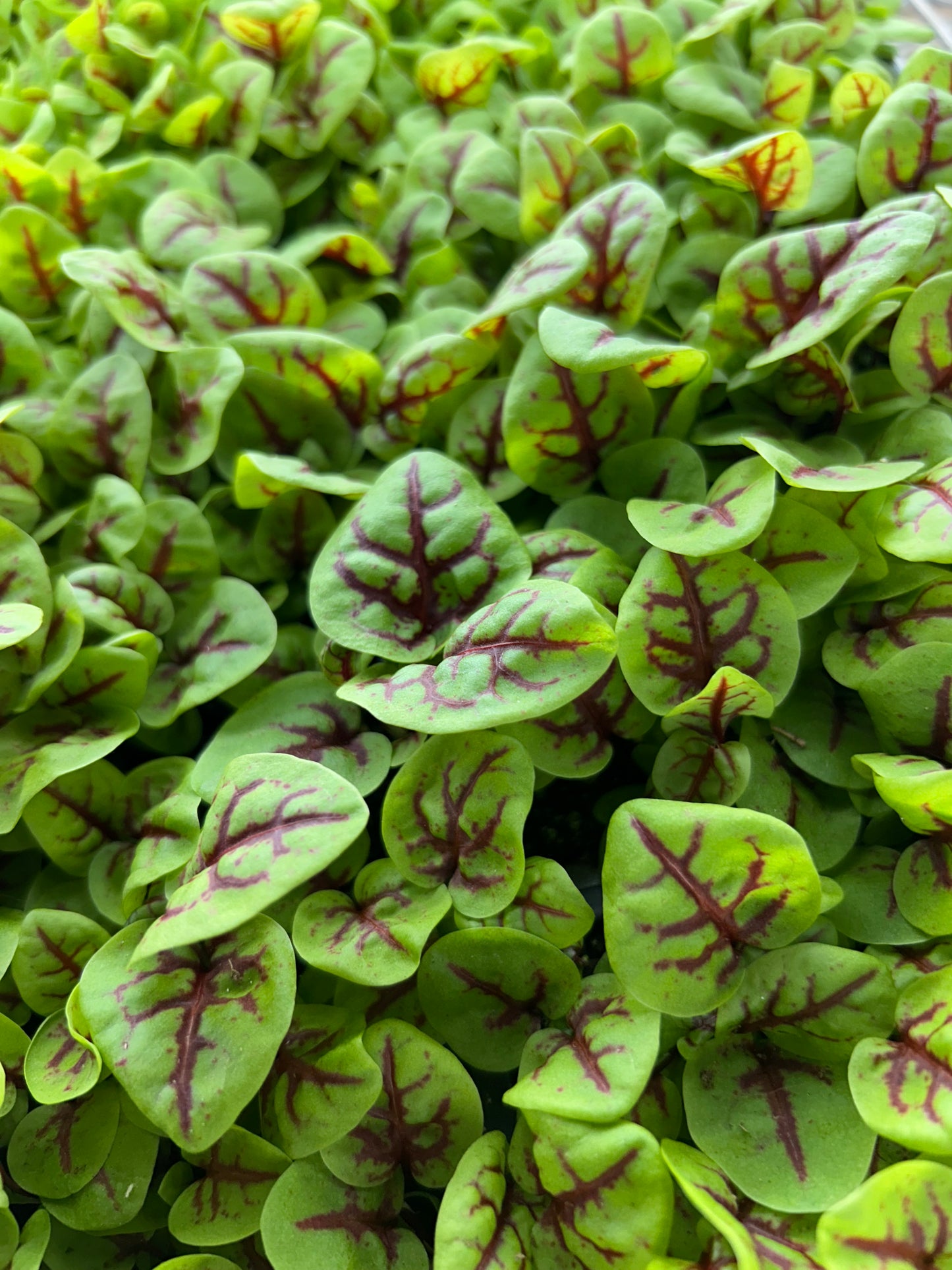 Red Veined Sorrel