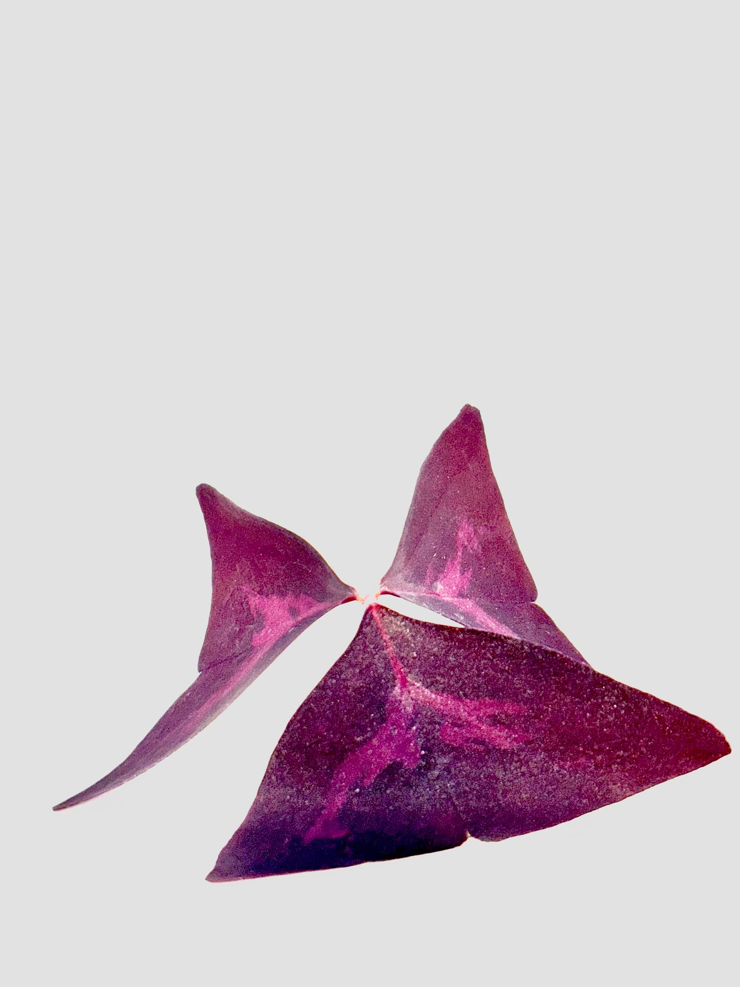 Oxalis