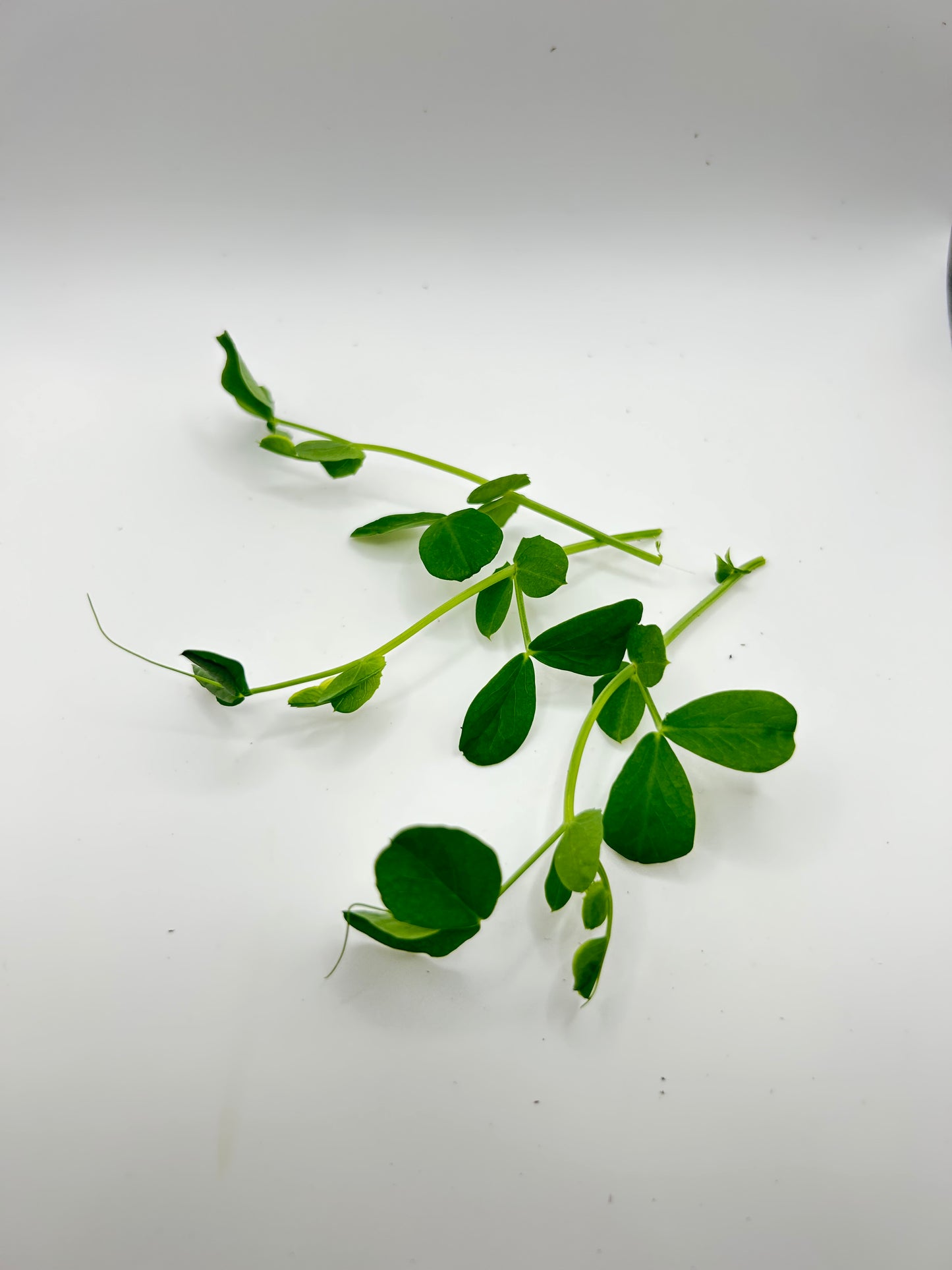 Pea