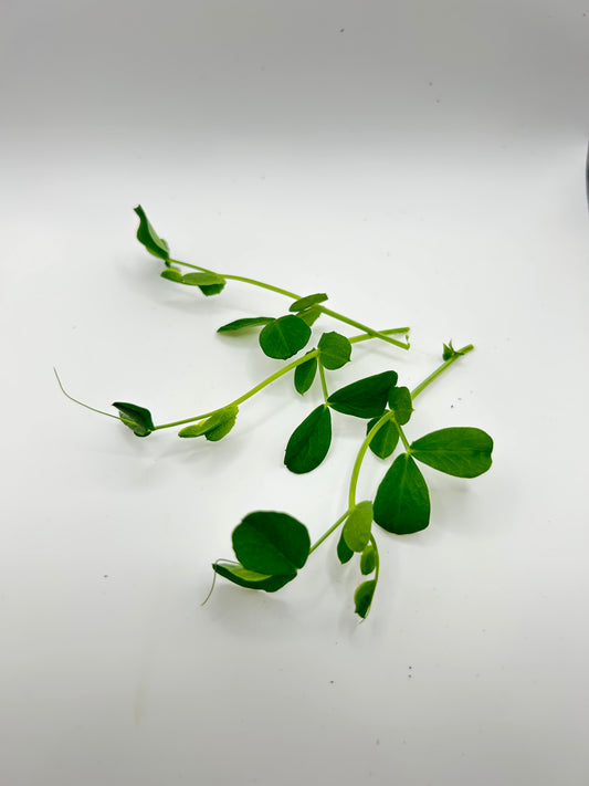 Pea