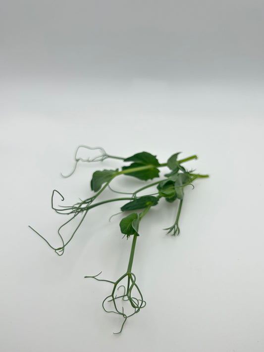 Pea Tendrils - Living Tray