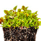 Red Veined Sorrel