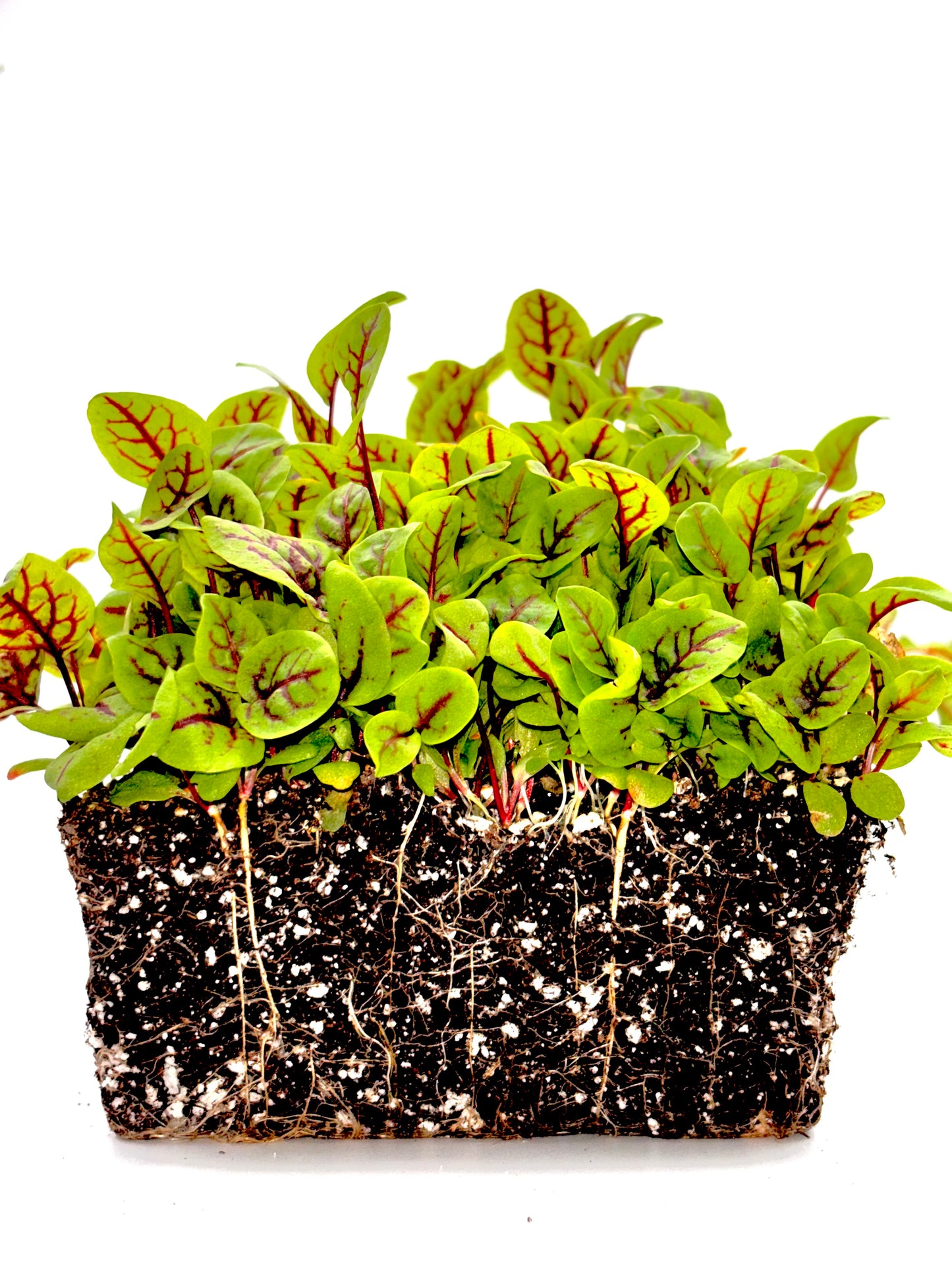 Red Veined Sorrel