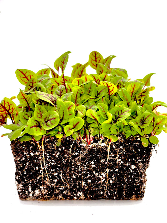 Red Veined Sorrel
