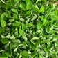 Pea
