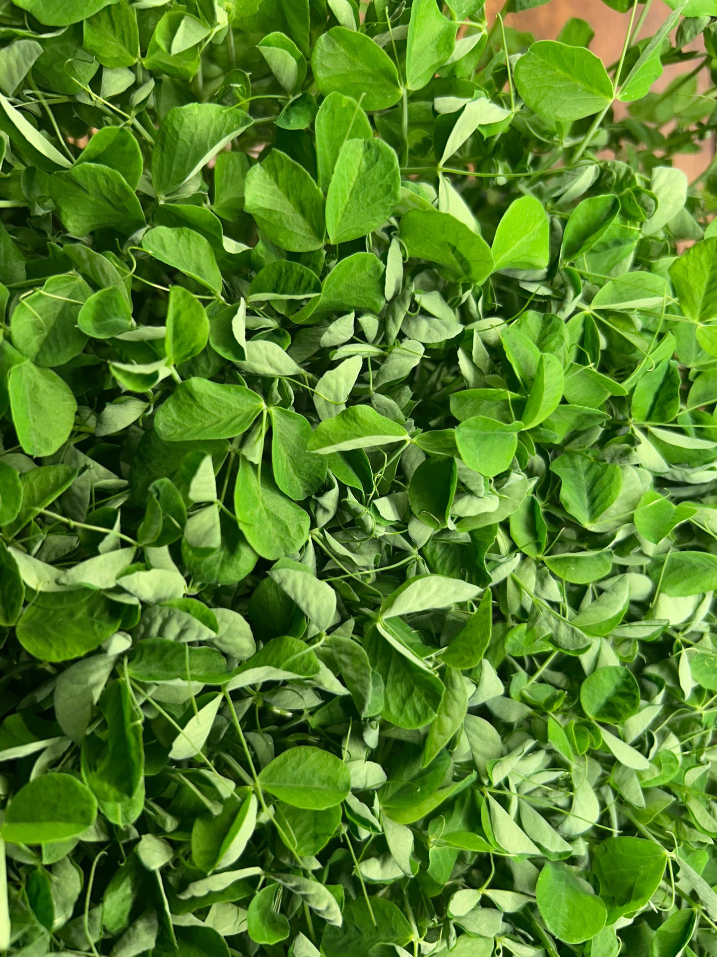 Pea