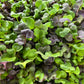 Radish