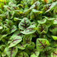 Red Veined Sorrel