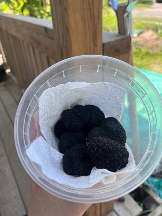 Italian Truffles