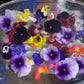 Edible Flowers