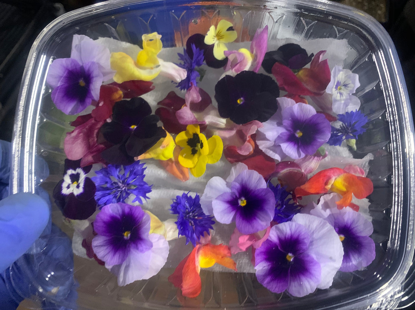 Edible Flowers