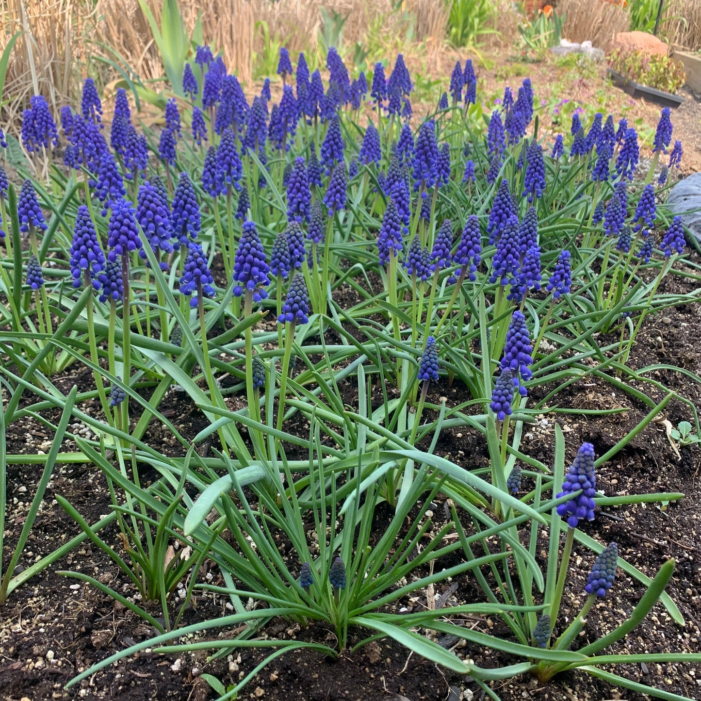 Edible Flowers