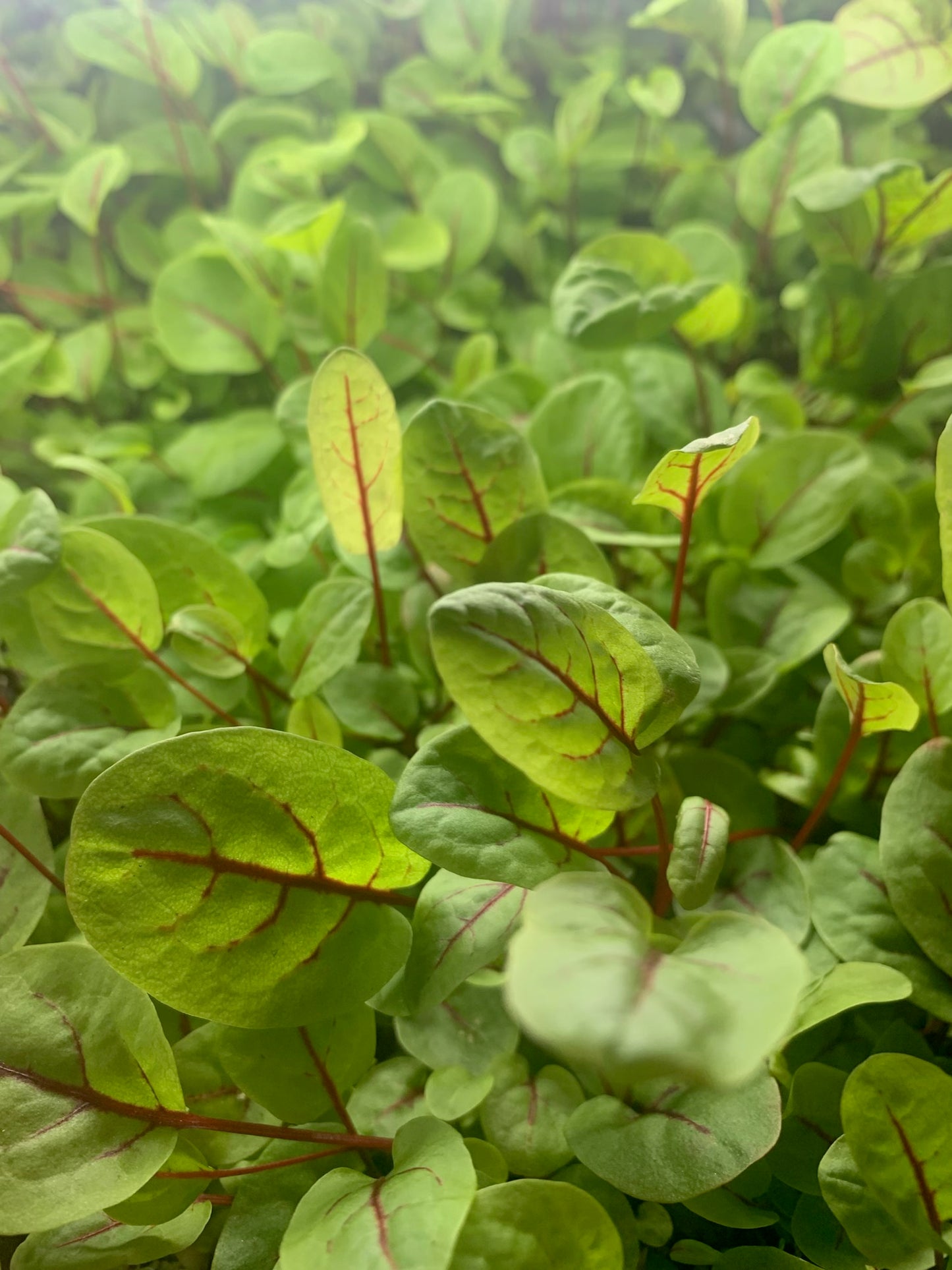 Red Veined Sorrel