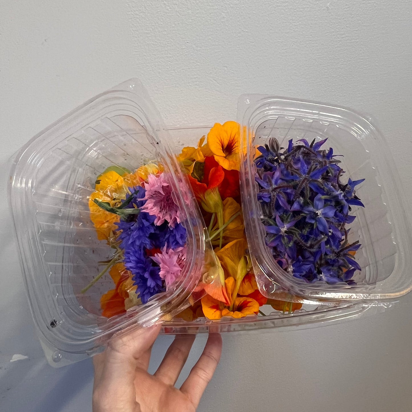 Edible Flowers