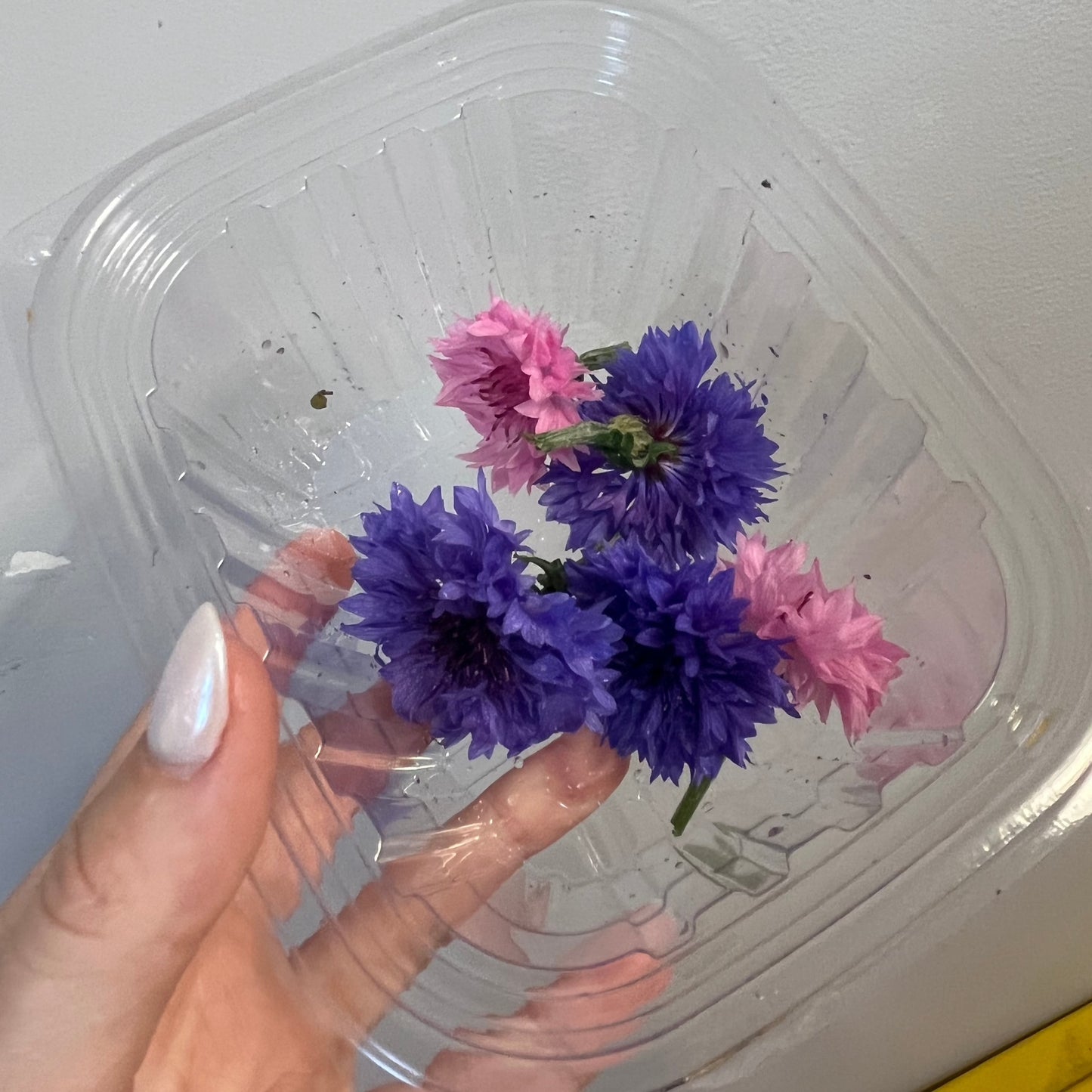 Edible Flowers