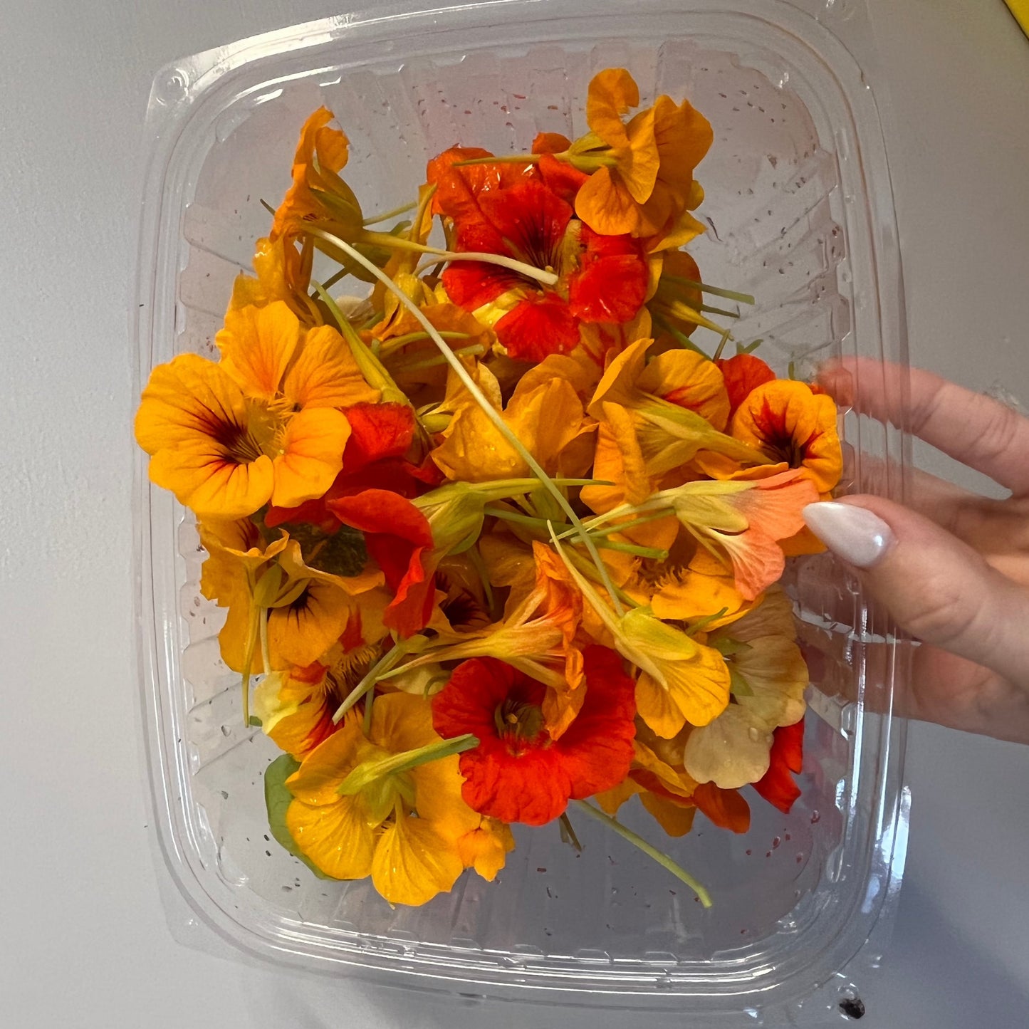 Edible Flowers