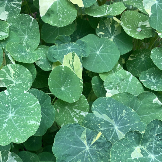 Nasturtium